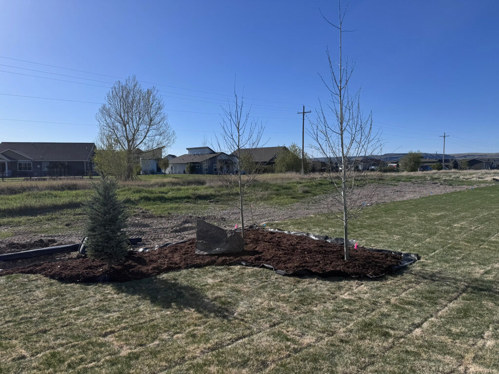 New trees planted in a landscaped lawn